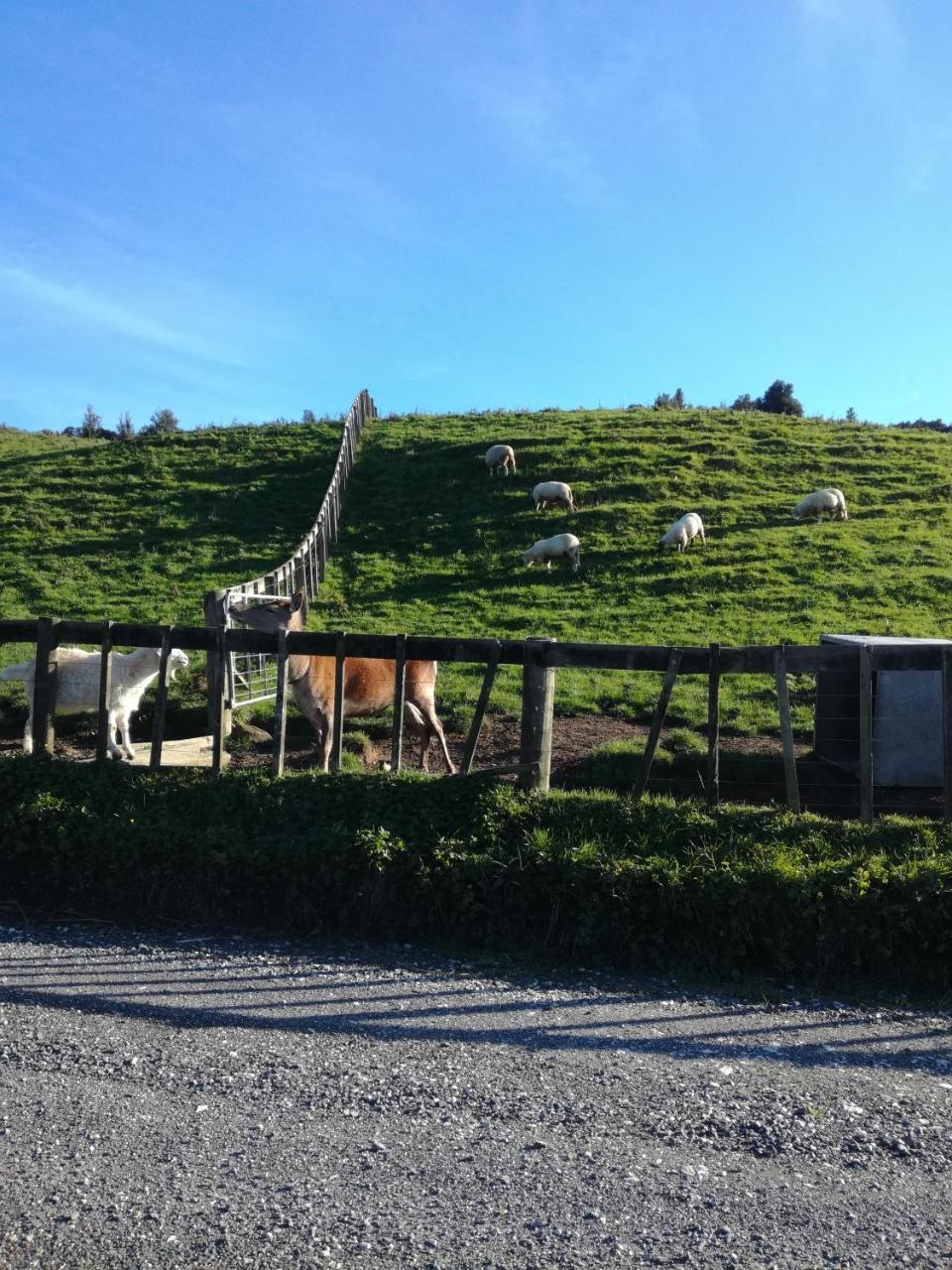 Junohall Backpackers Hostel Waitomo Caves Exterior photo